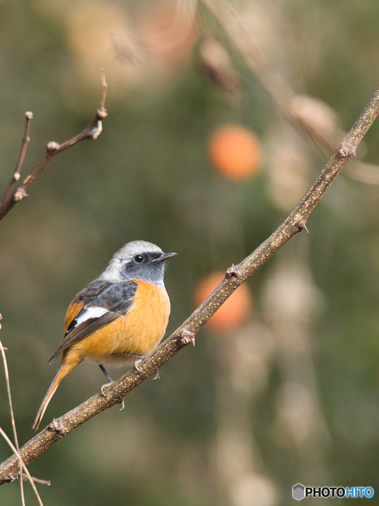 柿と柿色のジョウビタキ