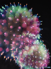 夜空に咲く