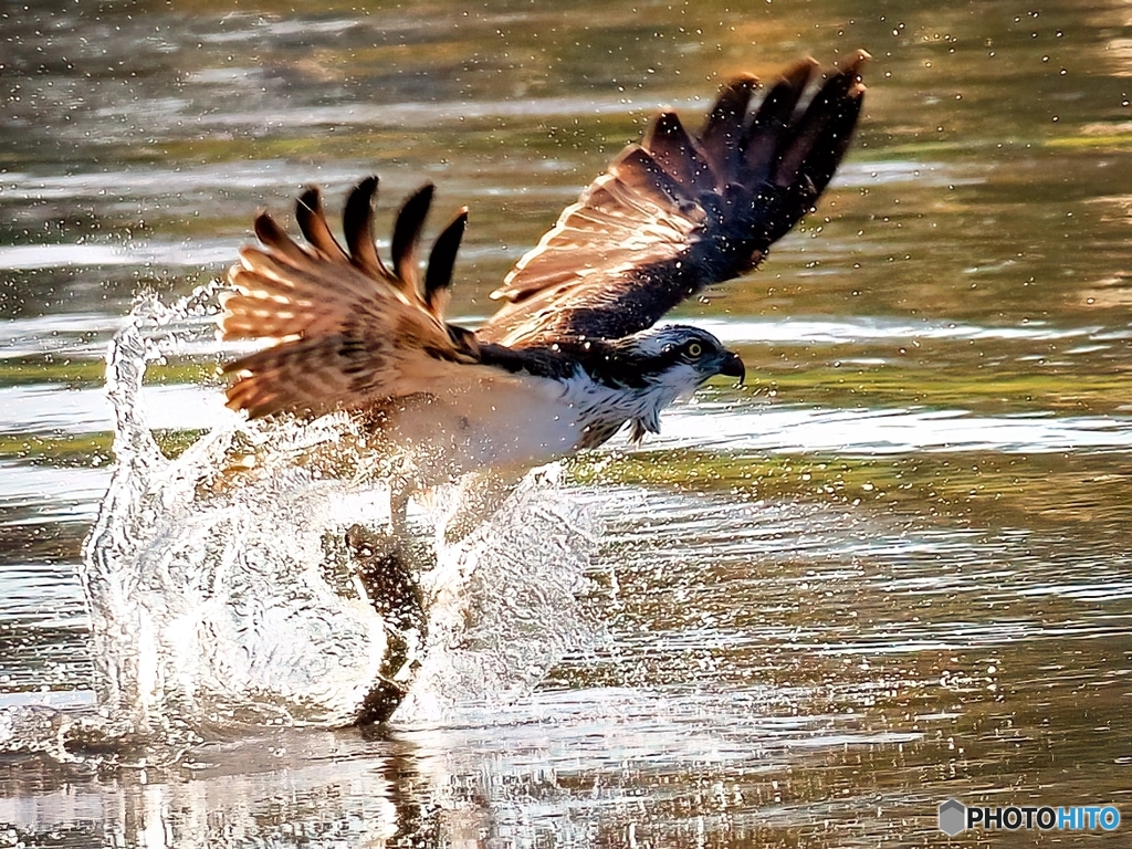 朝一番の狩