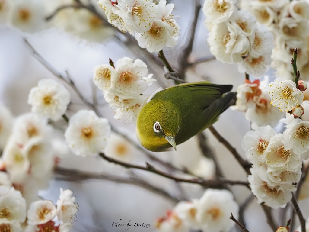 どの花にしようかな