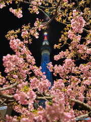 桜の園