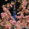 桜の園