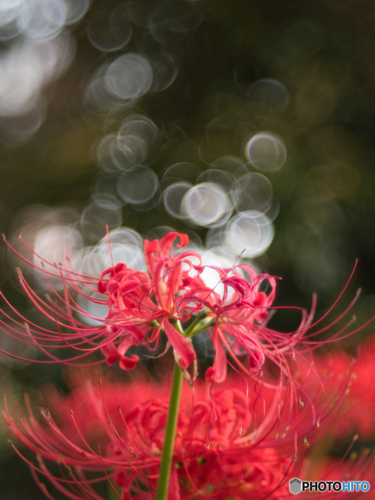曼殊沙華