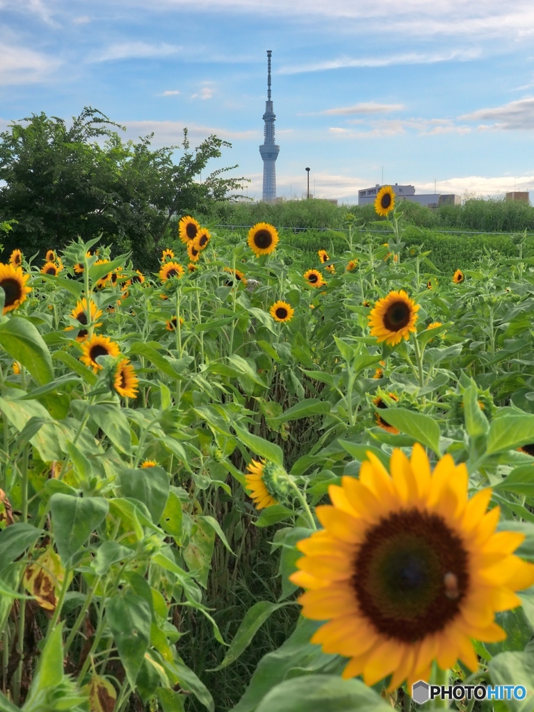 夏のスカイツリー