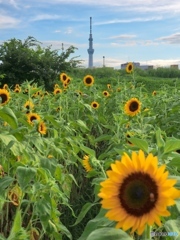 夏のスカイツリー