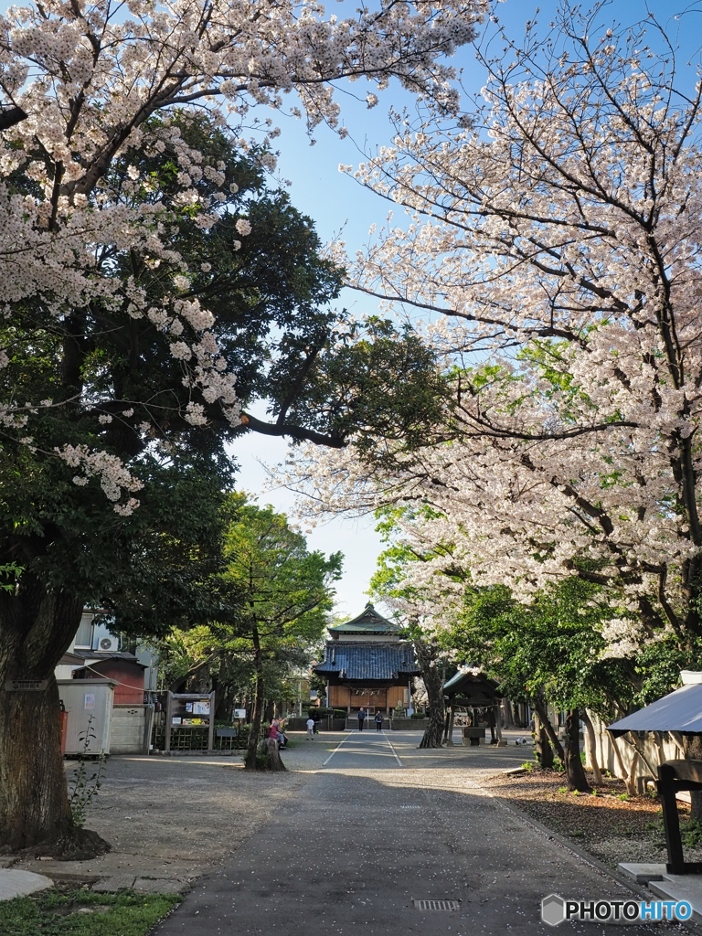 氷川神社の春