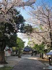 氷川神社の春