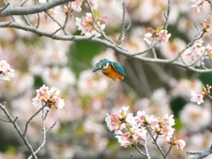 お花ダイブ