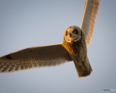 冬空のコミミズグ