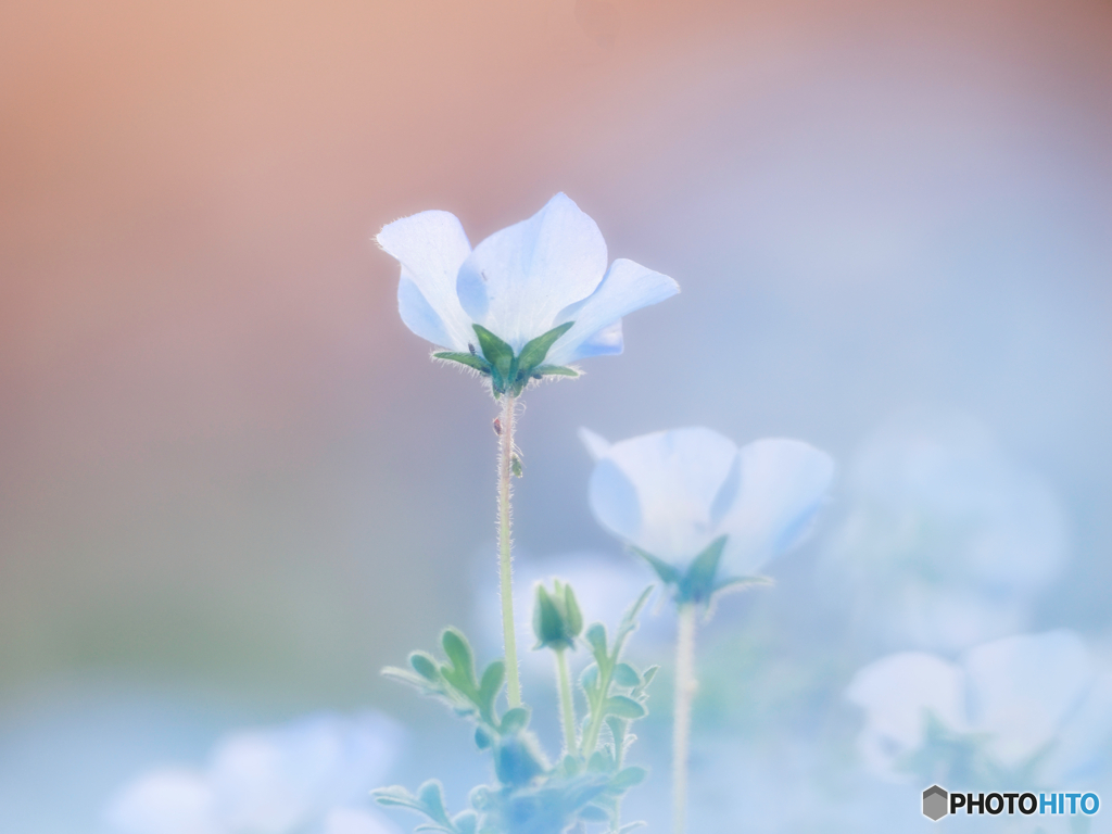 桜色に照らされて