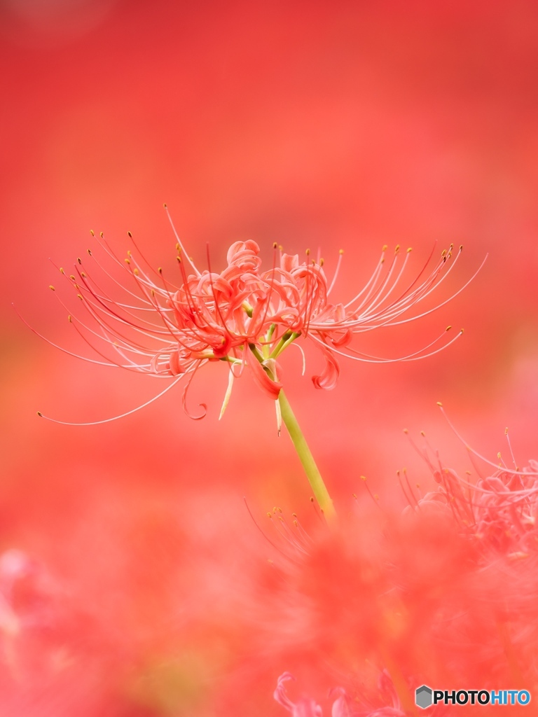 鮮紅