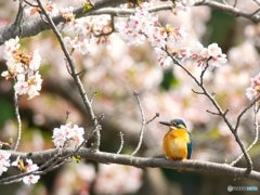 お花見日和