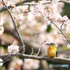 お花見日和