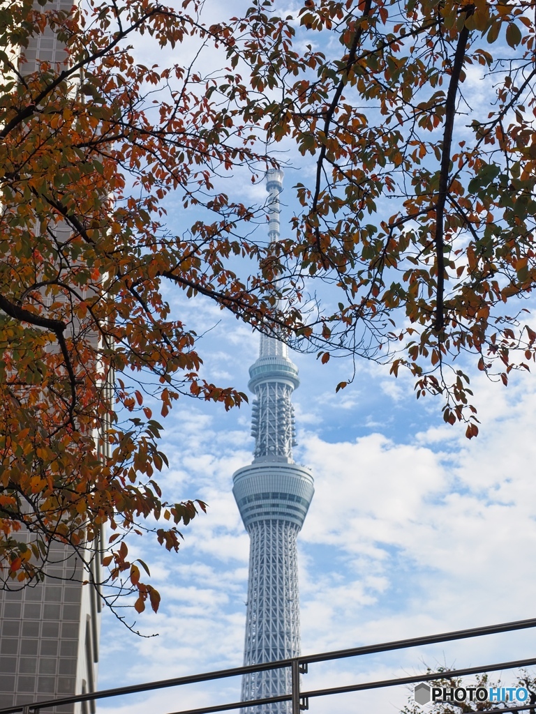 秋のスカイツリー