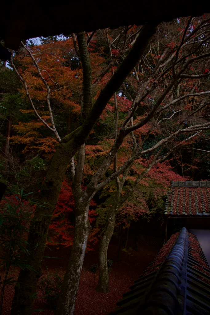 紅葉