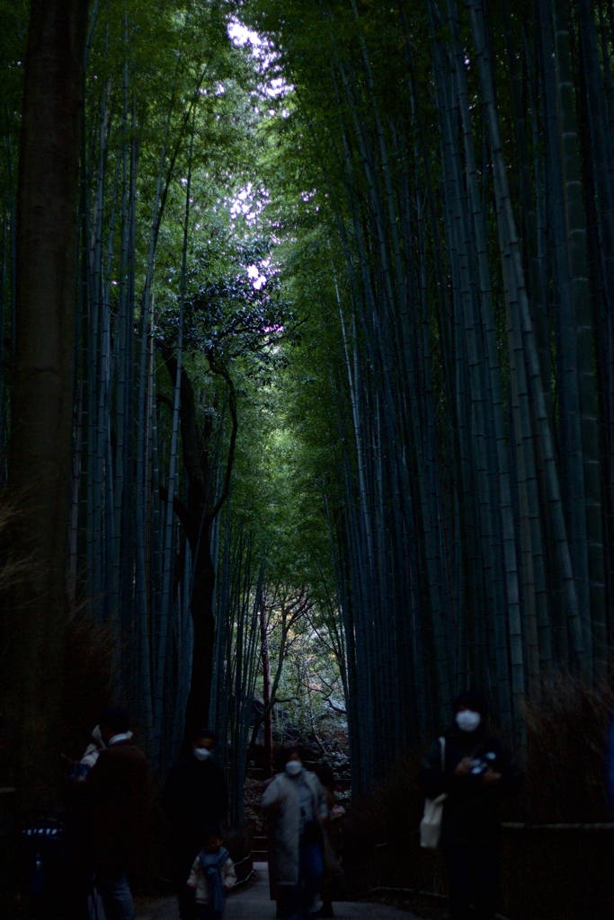 竹林