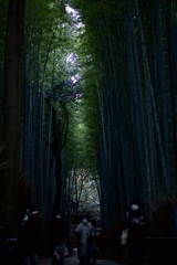 竹林