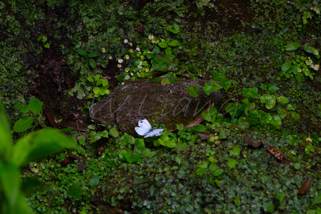 箱庭