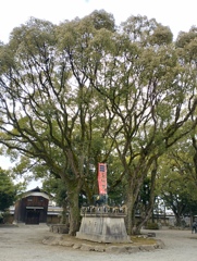 木の生命力　魚吹八幡神社　