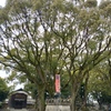 木の生命力　魚吹八幡神社　