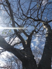 冬の桜の木