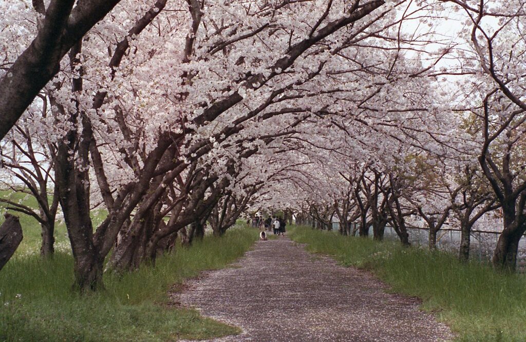 桜並木