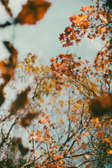 Autumn