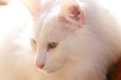 私の愛猫　キラ王子