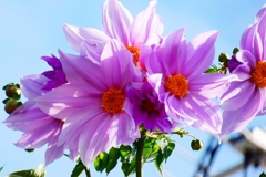 紫の花束