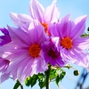 紫の花束