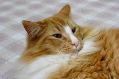 私の愛猫　アスラン王子