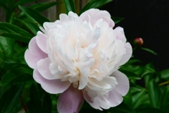 芍薬