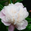 芍薬