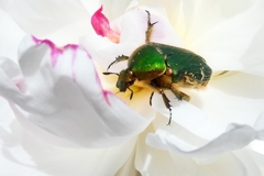 オーダーは蜜でよろしいでしょうか？