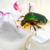 オーダーは蜜でよろしいでしょうか？