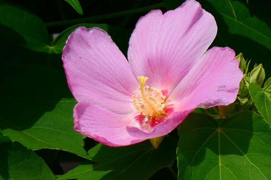ピンクの芙蓉