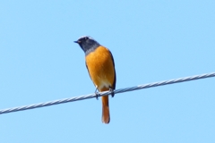 恋しかったよ、ジョビくん