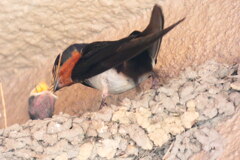 ほら、お食べ。