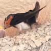 ほら、お食べ。