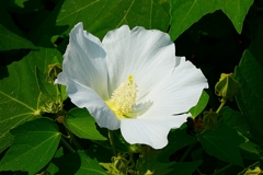 白い芙蓉