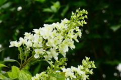 柏葉紫陽花