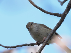 「桜に鶯-5」