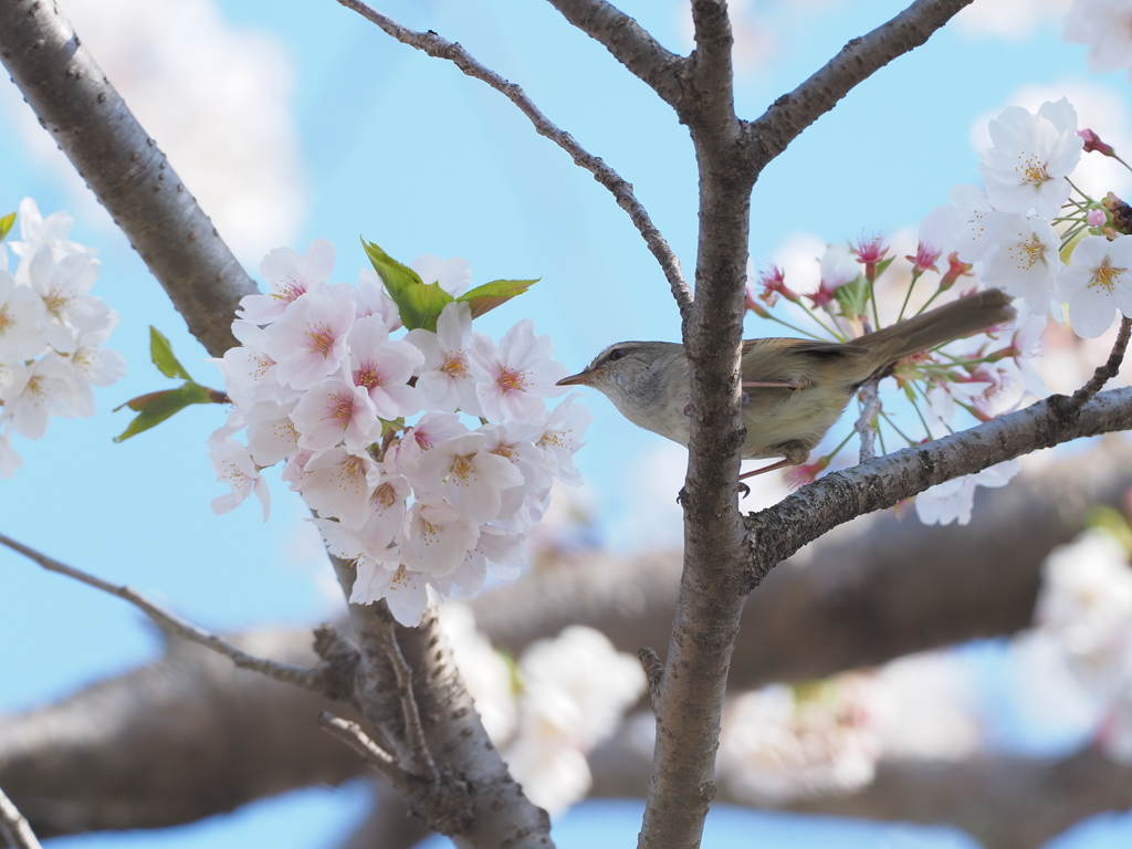 「桜に鶯-3」