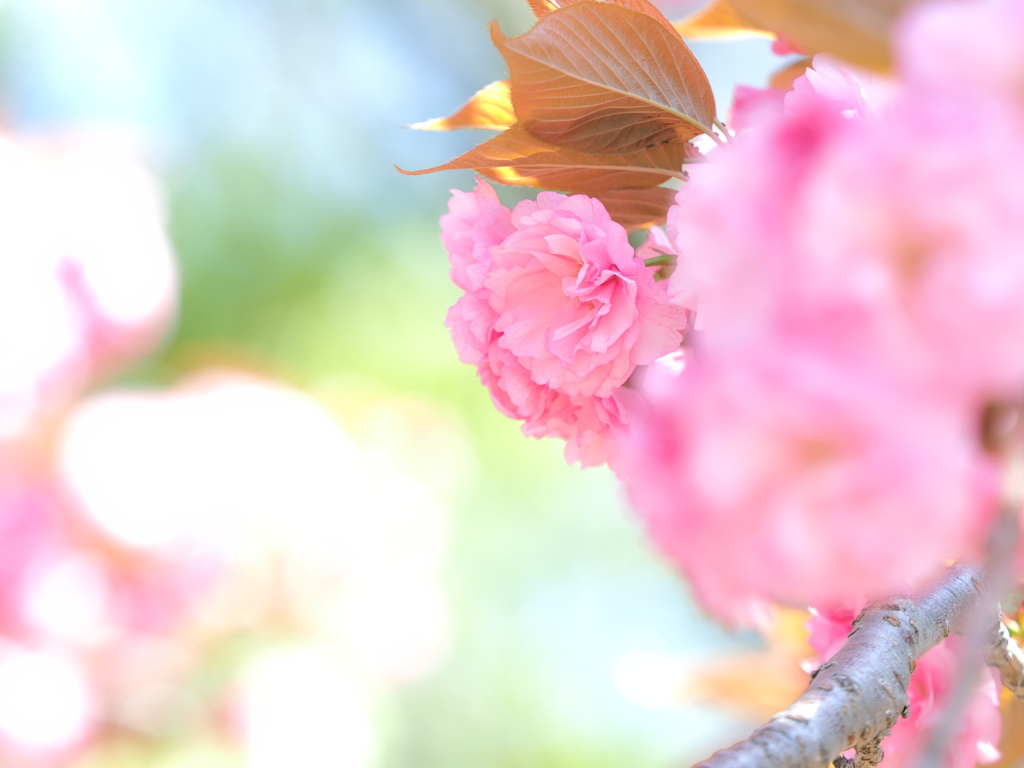 『2023 八重桜-2』