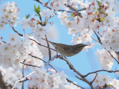 「桜に鶯-1」