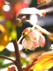 ブルーベリーが花を