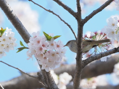 「桜に鶯-2」