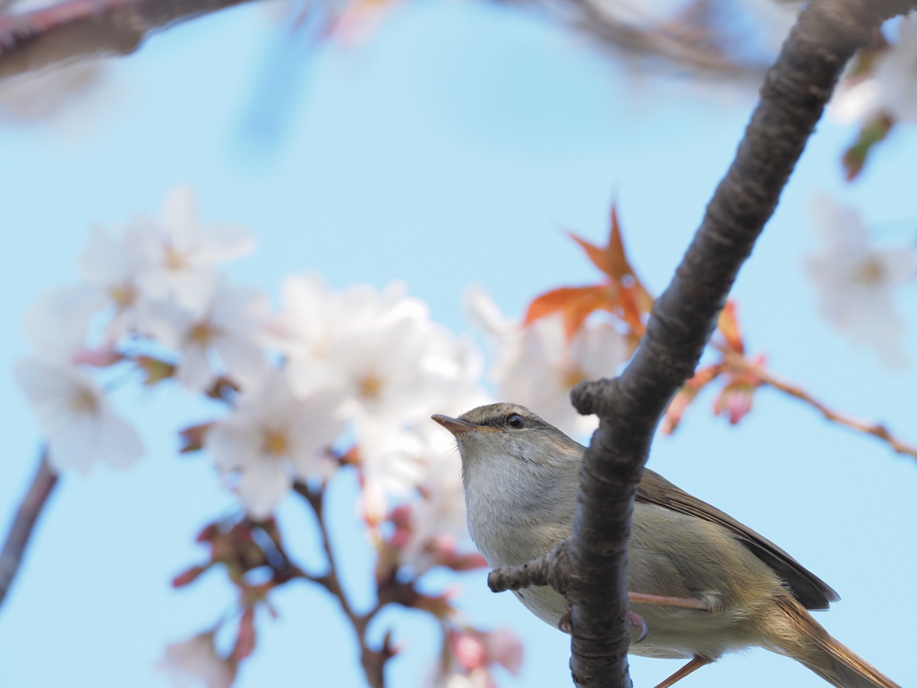 「桜に鶯-4」