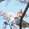 「桜に鶯-4」