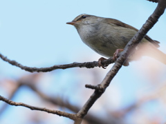 「桜に鶯-6」